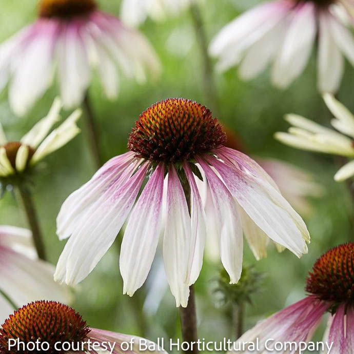 #1 Echinacea x Pretty Parasols/ White and Pink