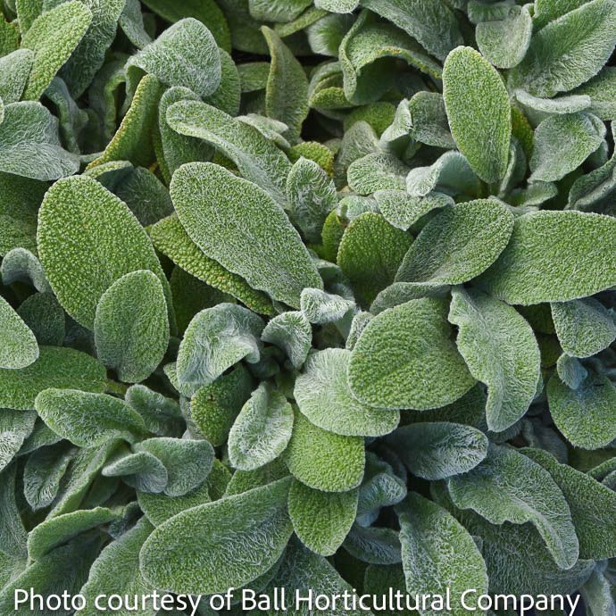 #1 Stachys byz Little Lamb/ Lamb's Ear