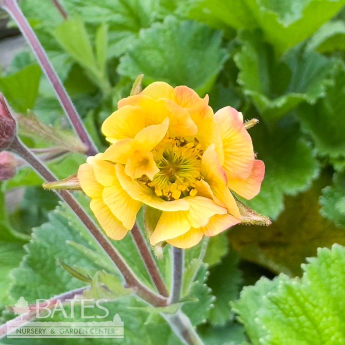 #1 Geum x Tempo 'Yellow'