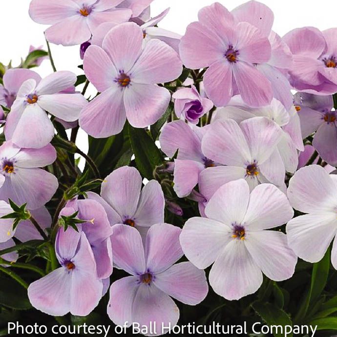 #1 Phlox x Woodlander Lilac/ Creeping Native (TN)