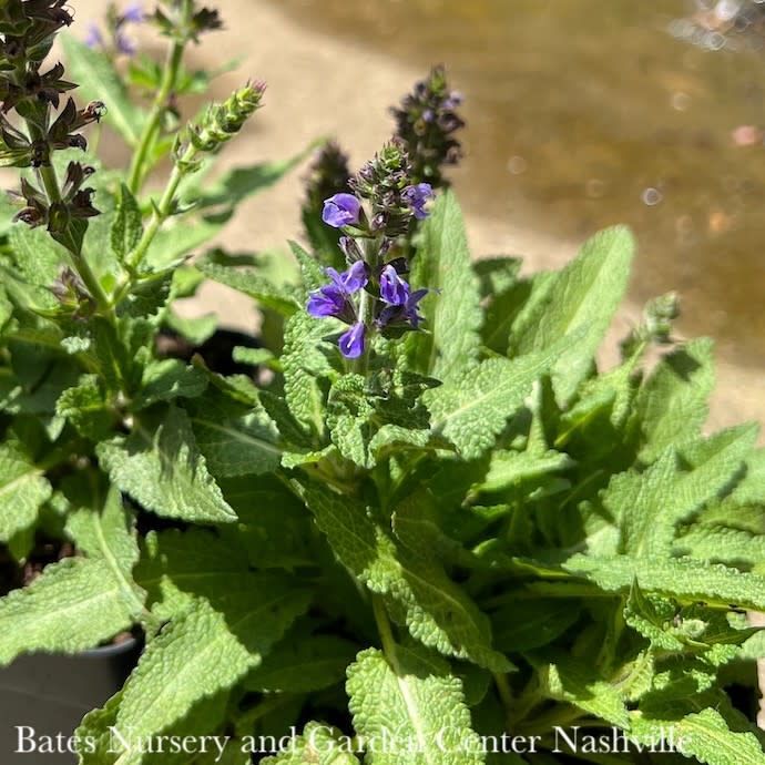 #1 Salvia nem Marcus/ Blue Dwarf Meadow Sage