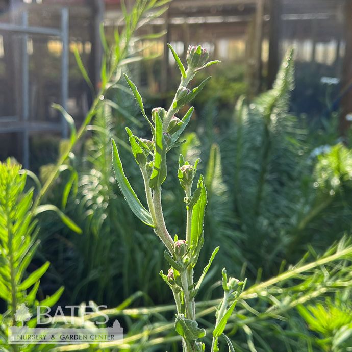#1 Liatris ligulistylis/ Rocky Mountain Gayfeather Native (R)