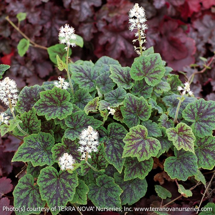 #1 Tiarella x Appalachian Trail/ Foam Flower