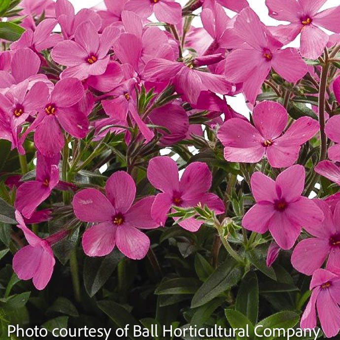 #1 Phlox x Woodlander Pink/ Creeping Native (TN)