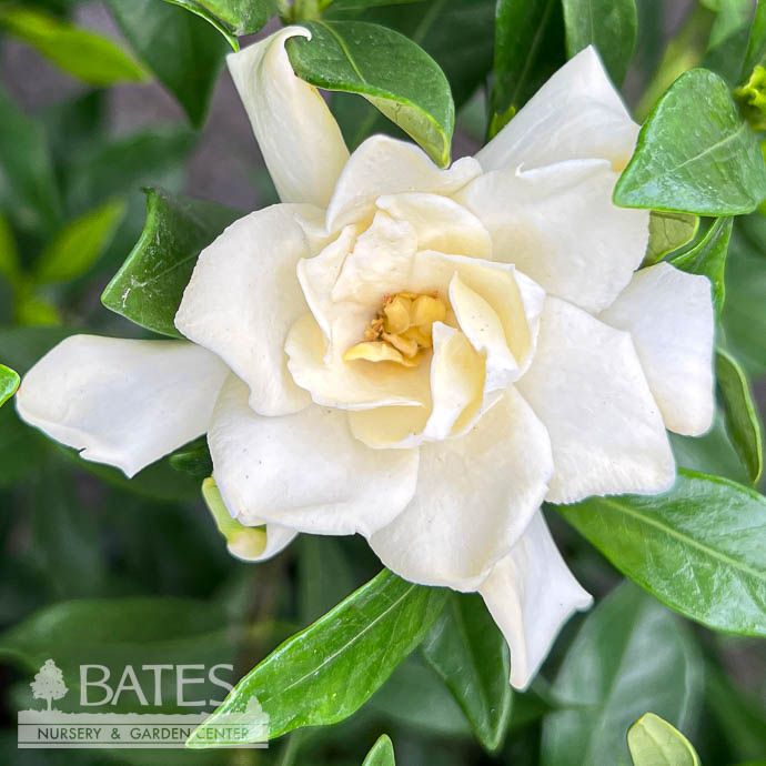 #3 Gardenia jas SL Fool Proof/ Hardy - No Warranty