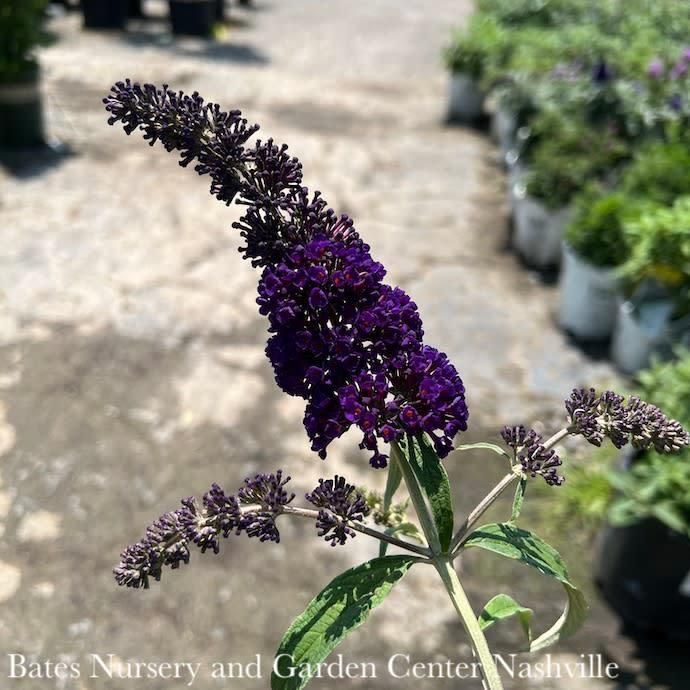 #1 Buddleia dav Black Knight/ Dark Purple Butterfly Bush