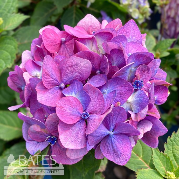 #3 Hydrangea mac Endless Summer 'Bloomstruck'/ Bigleaf/ Mophead Repeat Rose-pink or Purple