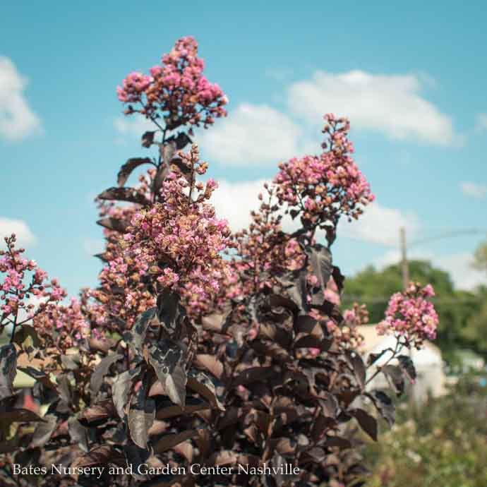 #15 Lagerstroemia x Thunderstruck 'Lavender Blast'/ Dark Leaves Crape Myrtle