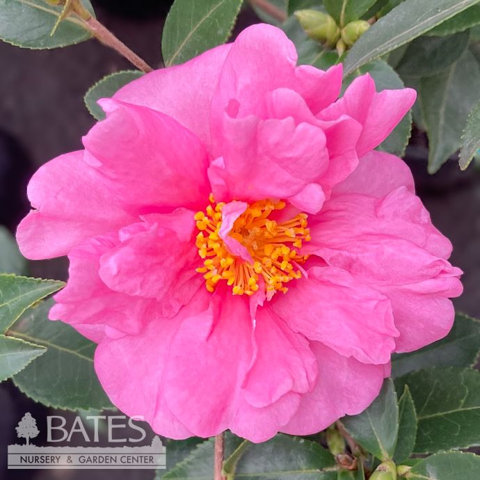 #3 Camellia x Winter's Joy/ Pink Semi-Double - No Warranty