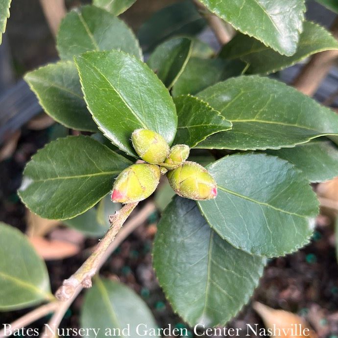 #3 Camellia x Winter's Joy/ Pink Semi-Double - No Warranty