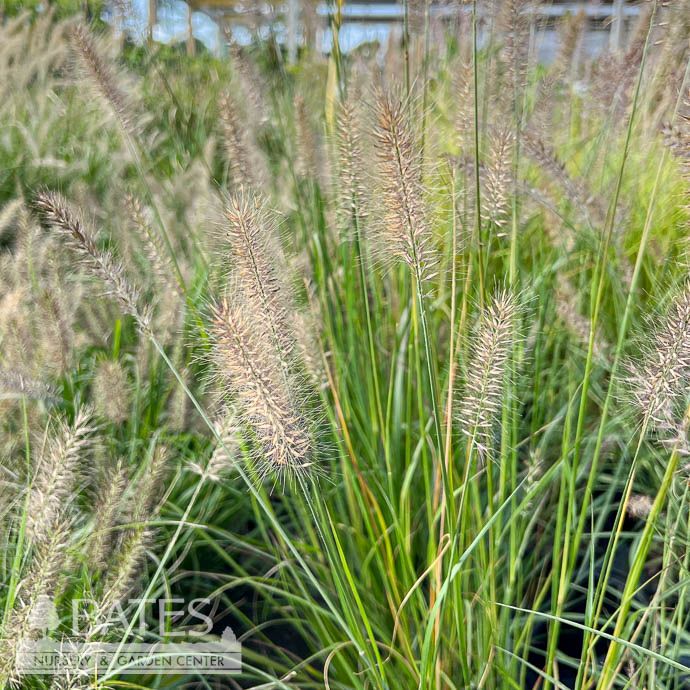 #3 Grass Pennisetum alop Cayenne/ Fountain