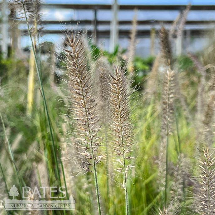 #3 Grass Pennisetum alop Cayenne/ Fountain