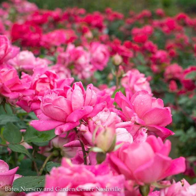 #1 Rosa Pink DOUBLE Knock Out/ Shrub Rose - No Warranty