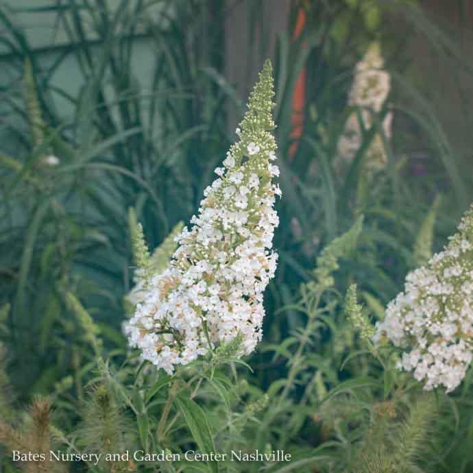 #1 Buddleia dav White Profusion/ Butterfly Bush