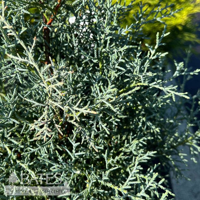 #7 Cupressus arizonica var glabra Quick Frost/ Blue Arizona Cypress
