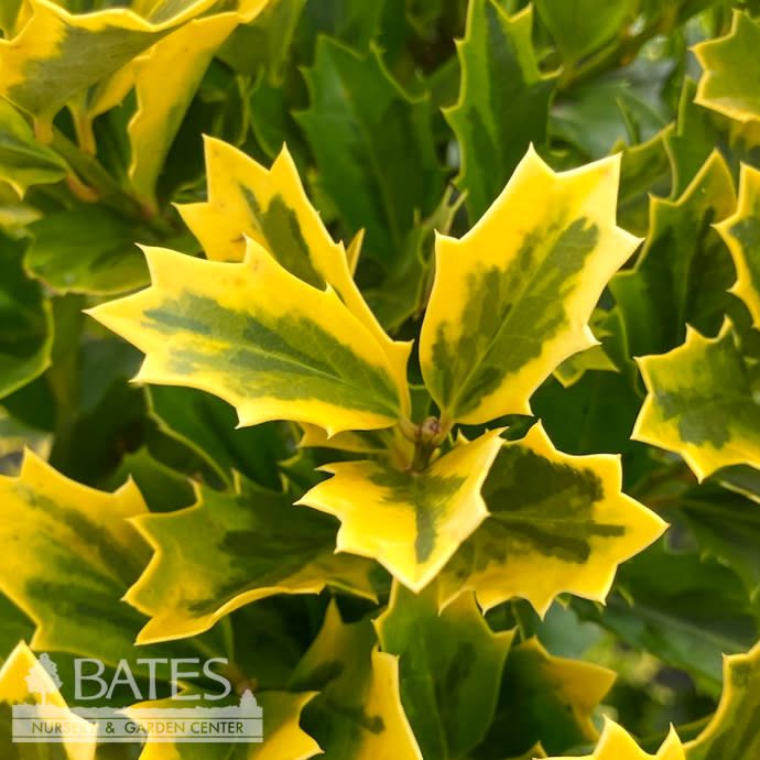 #7 Ilex x SL Golden Oakland/ Variegated  Holly