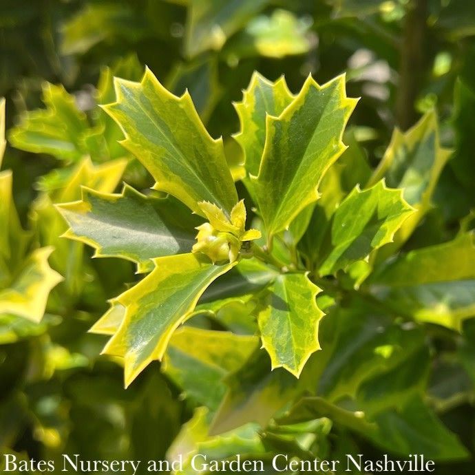 #7 Ilex x SL Golden Oakland/ Variegated  Holly