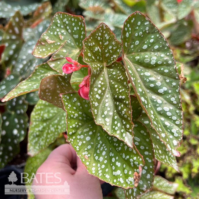 4p! Begonia White Ice  /Tropical