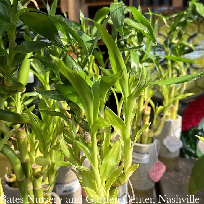 6p! Lucky Bamboo Medium in Ceramic Pot  /Tropical