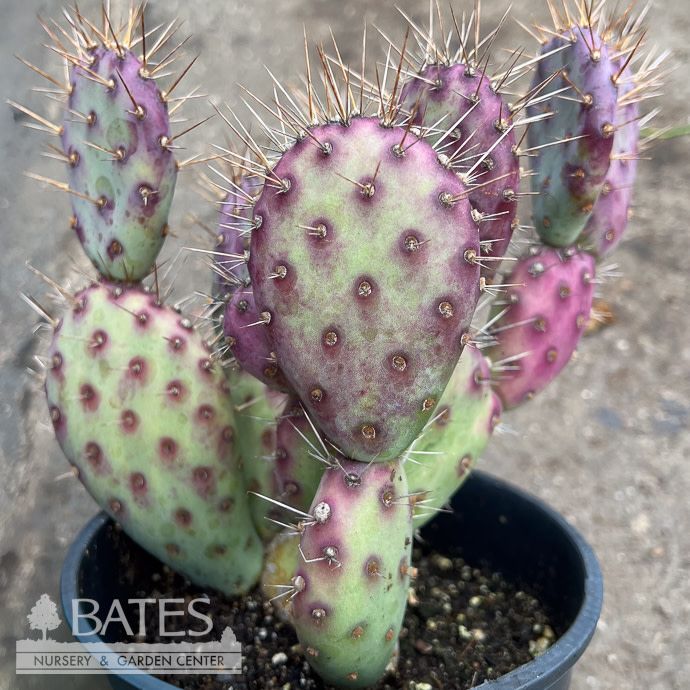 4p! Cactus Opuntia Dwarf Rita /Tropical