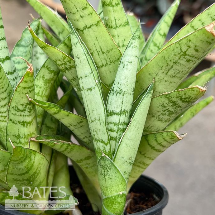 4p! Sansevieria Crown Jewel /Snake Plant /Mother-in-Law Tongue /Tropical