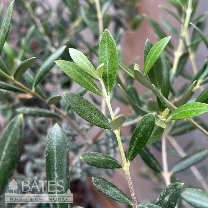 12p!/#5 Olea europaea  /Ornamental Olive Tree STD /Tropical