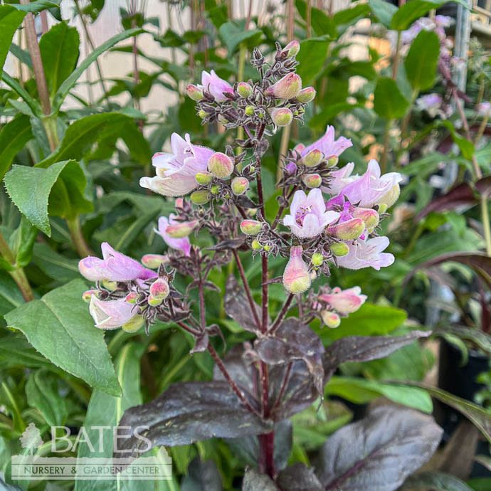 #1 Penstemon dig Dakota 'Burgundy'/ Beardtongue Native (TN)