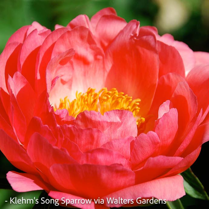 #1 Paeonia lactiflora Coral Sunset/ Coral-Red Semi-Double Peony