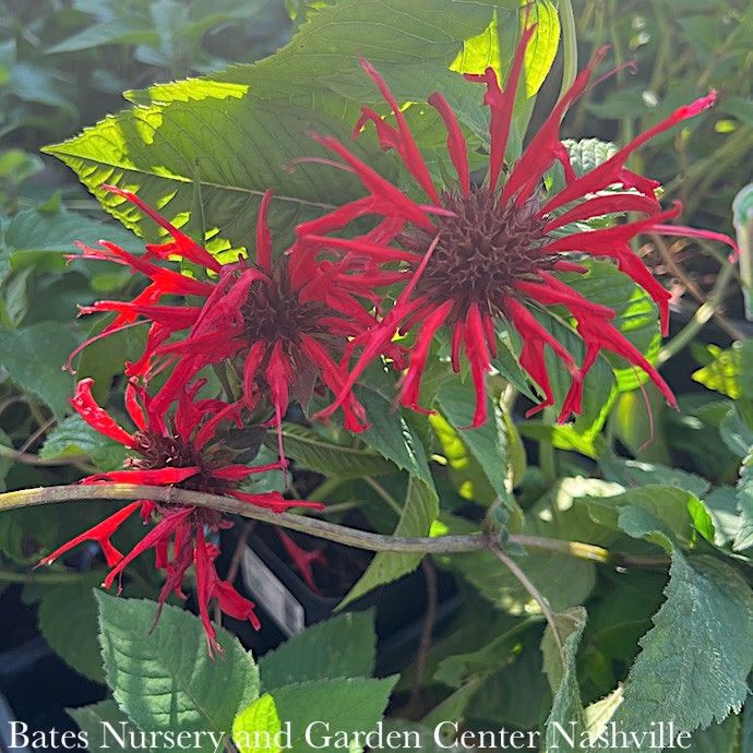 #1 Monarda did Raspberry Wine/ Beebalm Native (TN)