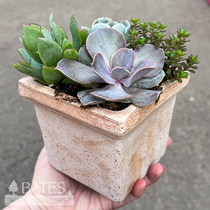 4.5p Tuscan Square w/ Succulent Combo