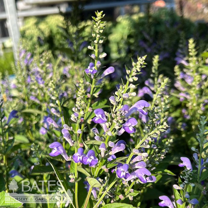 #1 Scutellaria incana/ Downy Skullcap Native (TN)
