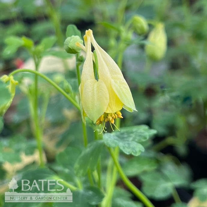 #1 Aquilegia can Corbett/ Yellow Compact Wild Columbine Native (TN)