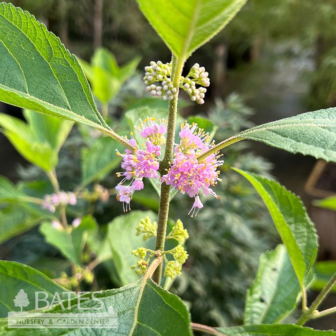 #3 Callicarpa americana/ Beautyberry Native (TN)