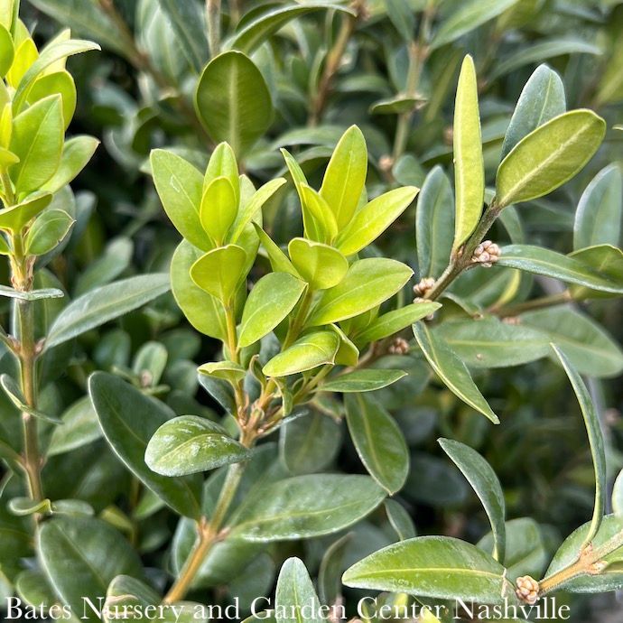 #3 Buxus Dee Runk/ Upright Boxwood