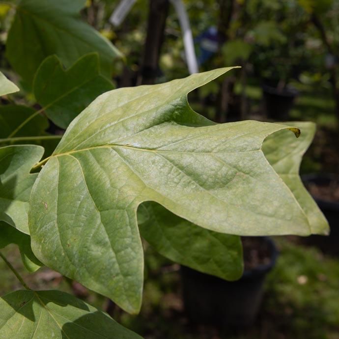 #7 Liriodendron tulipifera/ Tulip Poplar  Native (TN)