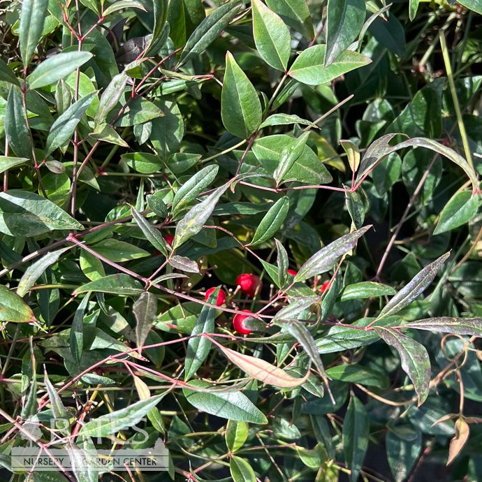 #3 Nandina dom Harbour Dwarf/ Heavenly Bamboo