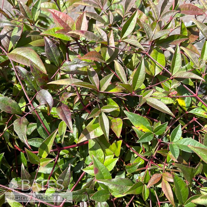 #3 Nandina dom Harbour Dwarf/ Heavenly Bamboo