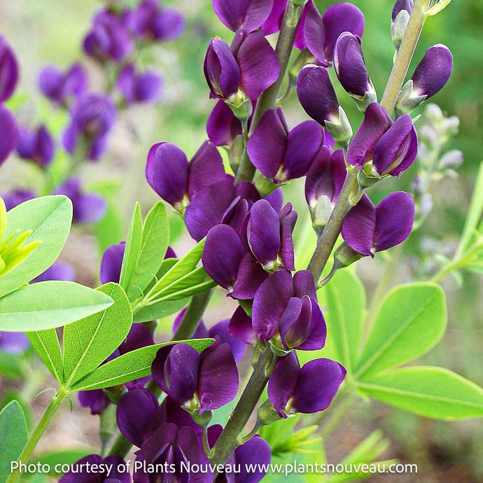 #1 Baptisia x Royal Purple/ False Indigo