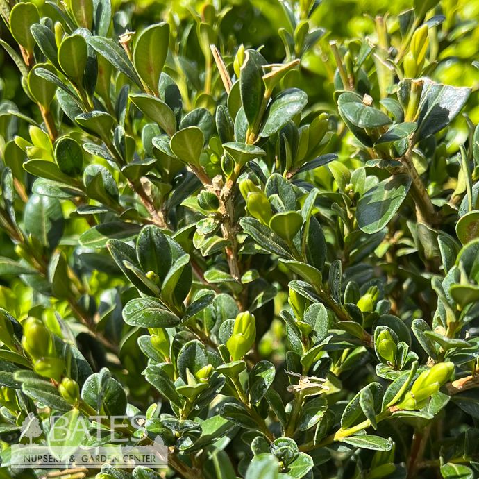 #3 Buxus Little Jazzy/ Compact Boxwood