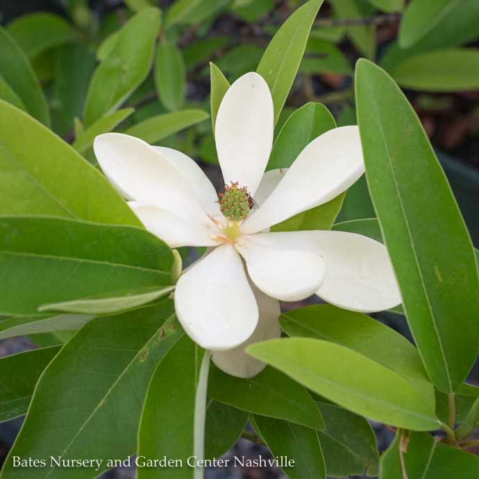 #3 Magnolia virg aus Sweet Thing/ Compact Evergreen Sweetbay Native (TN)