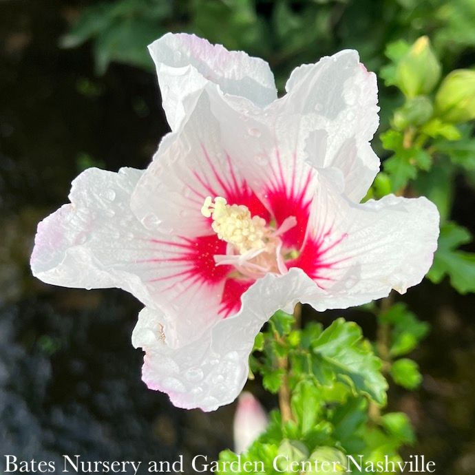 #2 Hibiscus syr Chateau de Chantilly/ White Rose of Sharon/ Althea