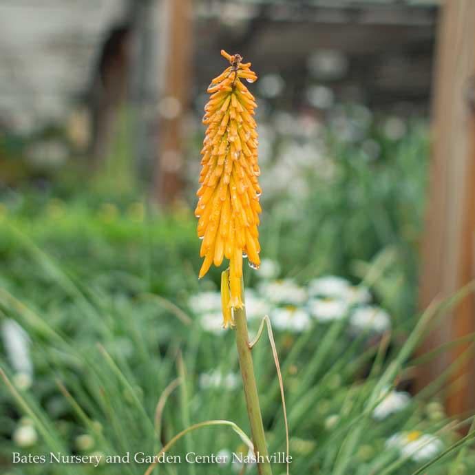 #1 Kniphofia Mango Popsicle/ Dwarf Red Hot Poker