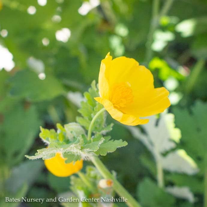 #1 Stylophorum diphyllum/ Celandine Wood Poppy Native (TN)