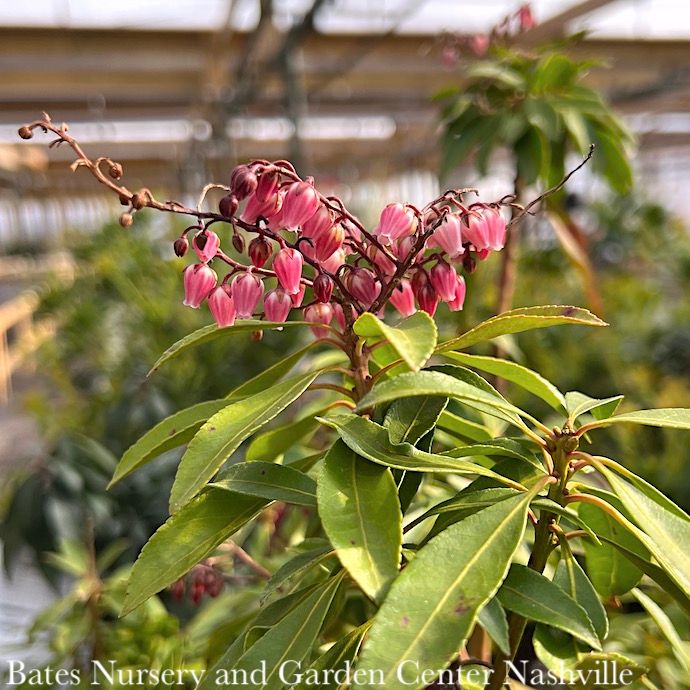 #3 Pieris japonica PW Interstella/ Dark Pink
