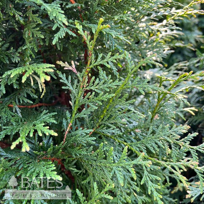 #10 4'-5' Thuja standishii x plicata Leprechaun/ Compact Arborvitae