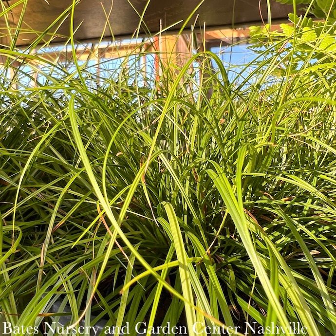 #1 Grass Carex pensylvanica/ Pennsylvania Sedge Native (TN)