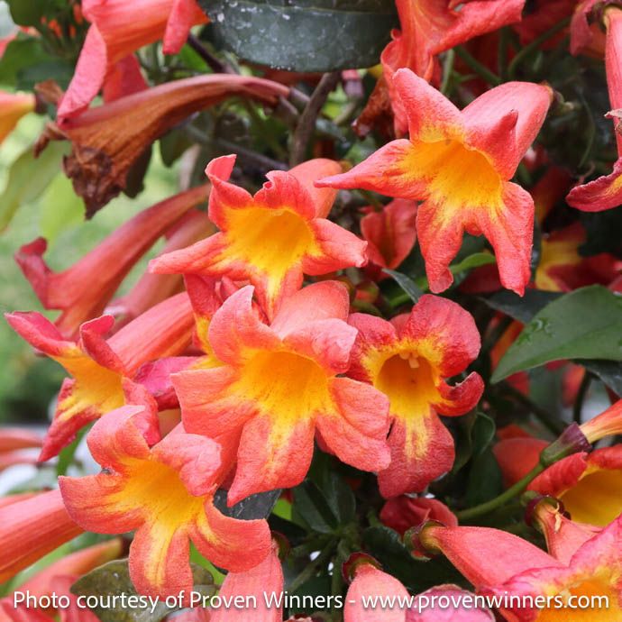 #3 Bignonia capreo Dressed to Thrill/ Crossvine Native (TN)