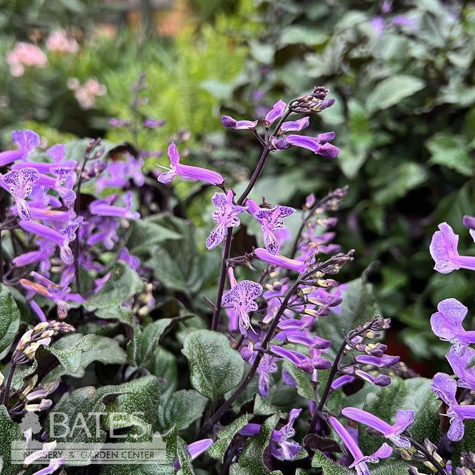 Tropical 10P Plectranthus Mona Lavender