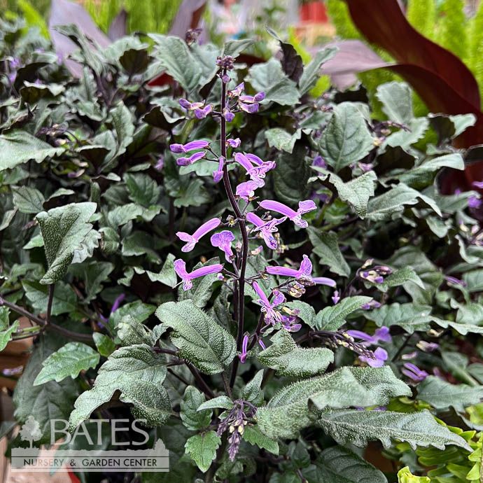 Tropical 10P Plectranthus Mona Lavender