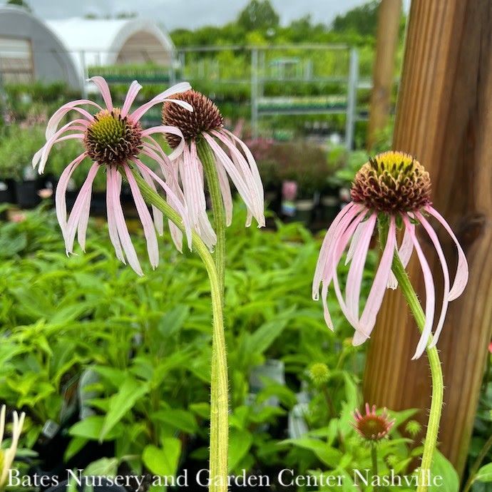 #1 Echinacea pallida Hula Dancer / Pale Purple Coneflower Native (TN)